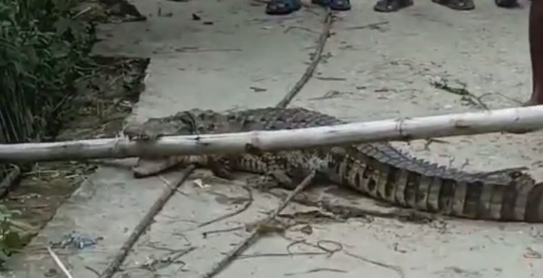 चंपारण: मगरमच्छ के झुंड ने इलाके के तालाबों में डाला डेरा, दहशत में ग्रामीण