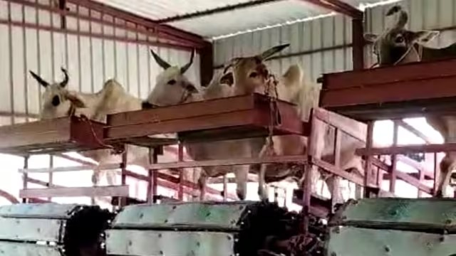 हां ,बैल भी कर सकते हैं बिजली का उत्पादन ,जानने के लिए पढ़िए यह रिपोर्ट