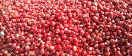 प्याज ने आंखों में आंसू लाना कर दिया शुरु, 57 फीसदी तक बढ़ी कीमतें, जानिए सरकार बफर स्टॉक से दिलायेगी कैसे निजात