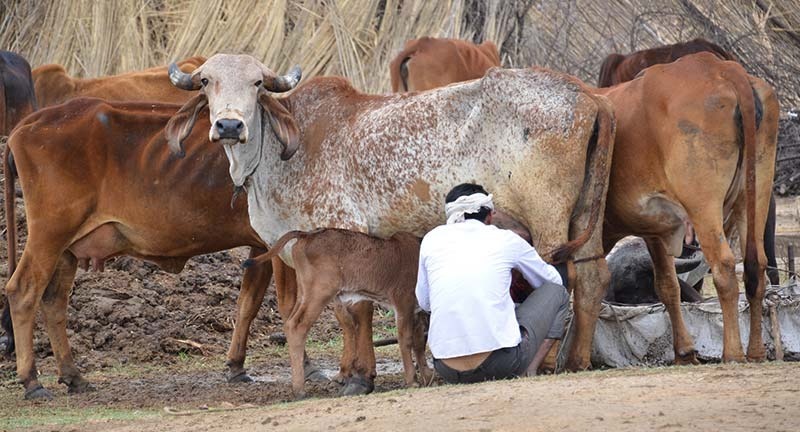 मोहल्ले में गाय के खटालों को लेकर लोगों का विरोध, गंदगी से संक्रमण की आशंका