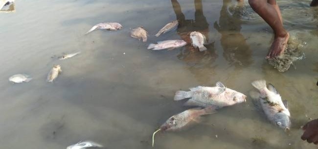 रांची के काके डैम में बढ़ रही गंदगी से मर रही मछलियां, परेशान लोगों ने दर्ज कराई शिकायत