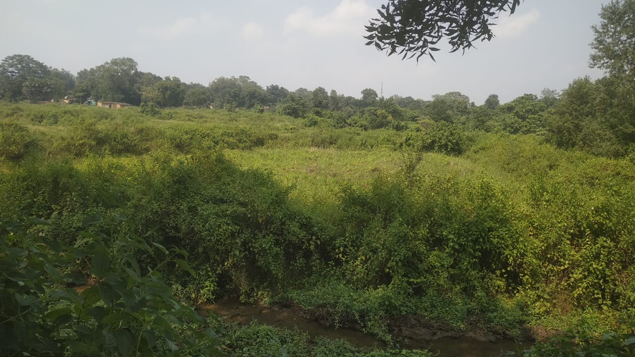 बोकारो: सरकारी उदासीनता के कारण कई तालाबों का अस्तित्व खत्म, सैकड़ों मछुआरे परेशान