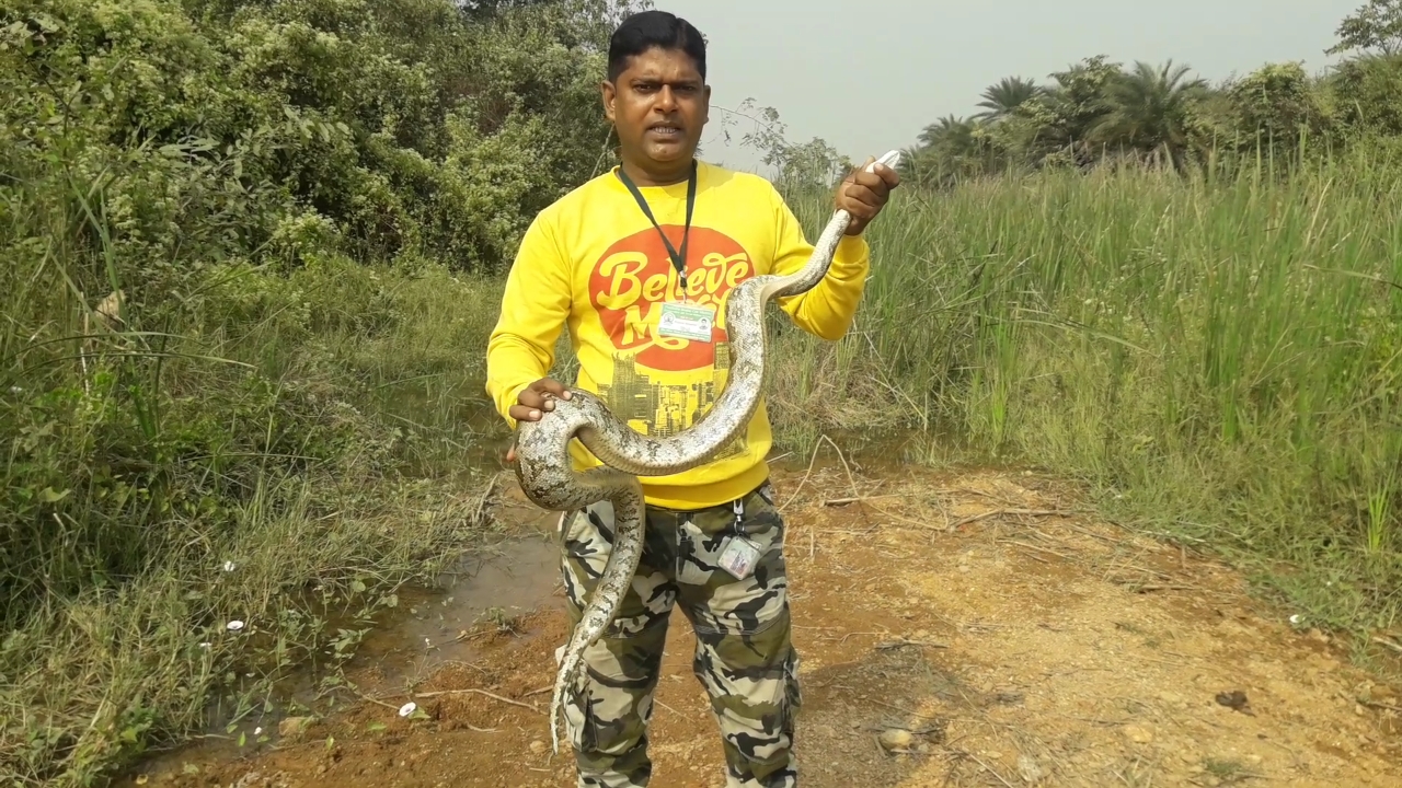 सिर्फ इंसानों को सांपों से नहीं, सांपों को भी इंसान से बचाते हैं छोटू