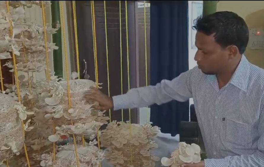लोहरदगा : मशरूम बना रोजगार का मुख्य साधन, हर महीने 20 हजार रुपए तक की हो रही है इनकम