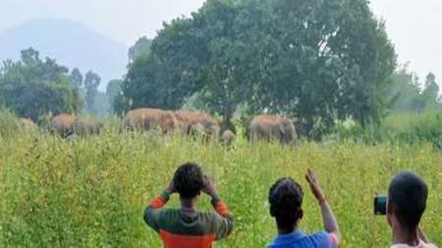 टुंडी के ग्रामीण पूछ रहे -हमने क्या गुनाह किया है हुजूर !!"यमराज" बने हाथियों से कब मिलेगा छूटकारा 