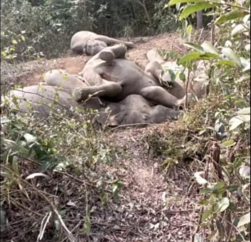 झारखंड में कैसे खतरे में है जल, जंगल, जमीन और जिंदगी, हाथी और आवारा पशु खतरा भी हैं और खतरे में भी 