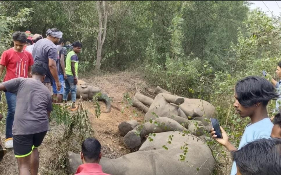 झारखंड में लगातार हो रही हाथियों की मौत पर गृह मंत्रालय सख्त, अब बिजली और वन विभाग के कई पदाधिकारियों पर गिर सकती है गाज   