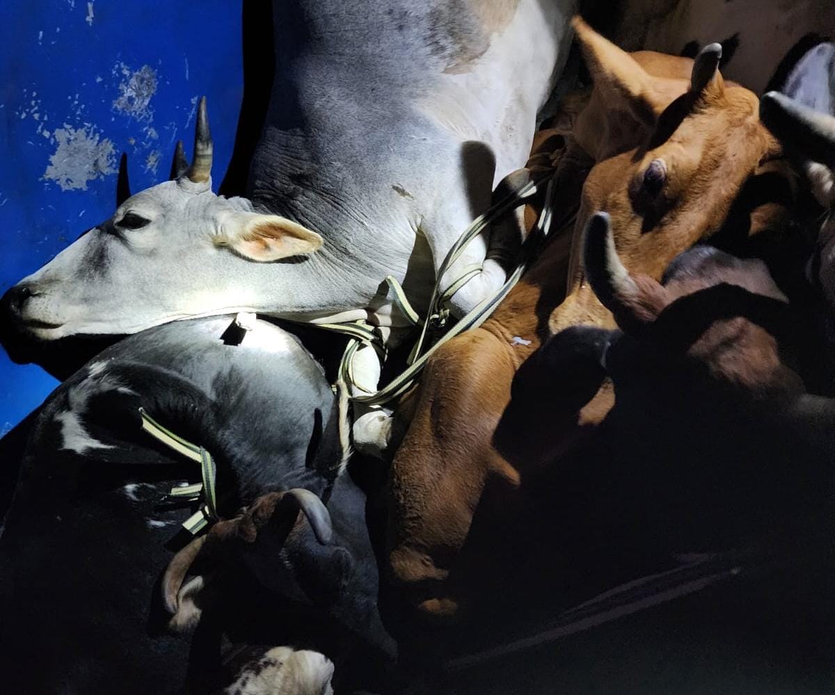 गिरिडीह: पुलिस ने तस्करों से 5 गोवंश को कराया मुक्त, दो तस्कर गिरफ्तार, पढ़ें कैसे मिली पुलिस को सफलता