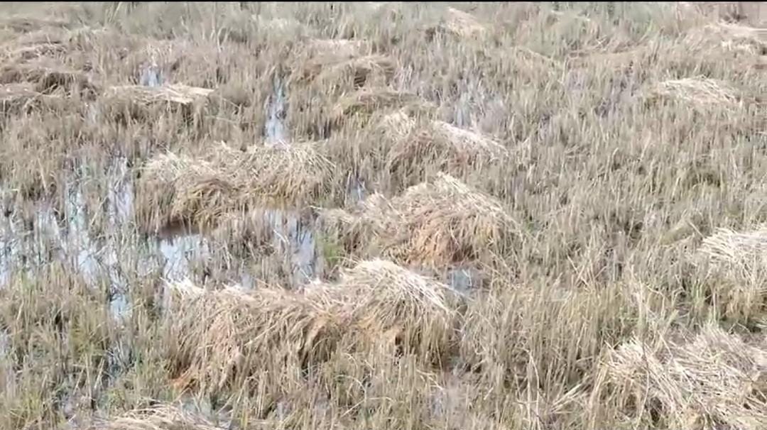 दो दिनों की बारिश से खेतों में तैयार धान की फसल बर्बाद, गुमला के किसानों में छाई मायूसी, पढ़ें क्या कह रहे हैं किसान