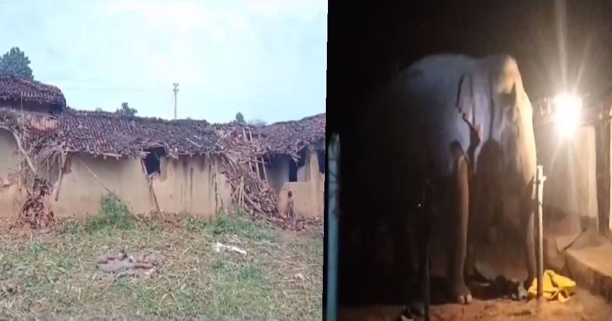 गढ़वा जिले में हाथियों का उत्पात जारी, अनाज, मवेशी सहित कई घरों को किया क्षतिग्रस्त 