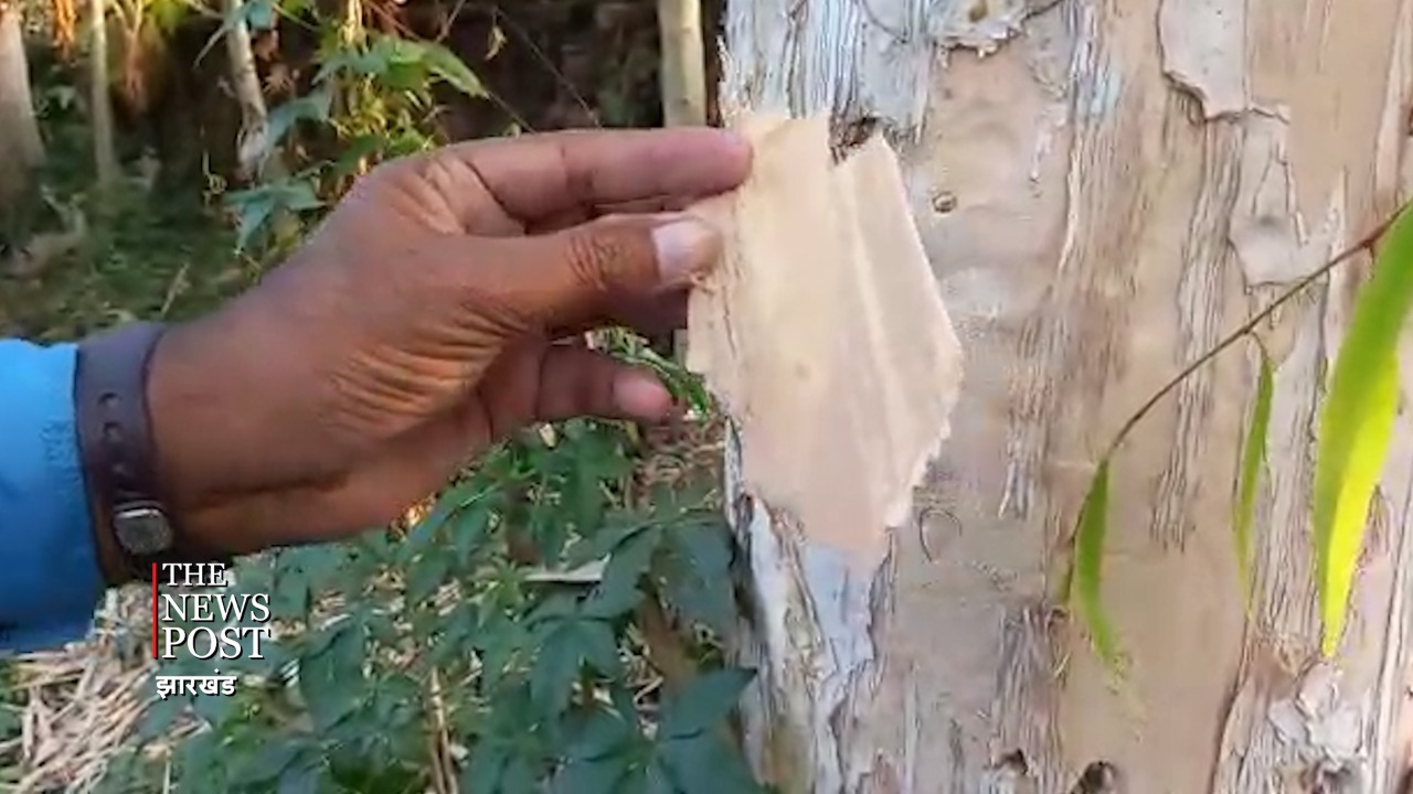 जानिए देवघर के एक ऐसे दुर्लभ पेड़ के बारे में, जिसके पत्तों-छालों पर हुई थी वेदों और पुराणों की रचना