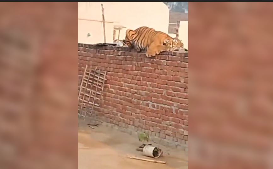 मैं बाघ हूं पर डरो मत, कुछ ऐसा ही दृश्य दिखा पीलीभीत में,जरूर देखिए वीडियो