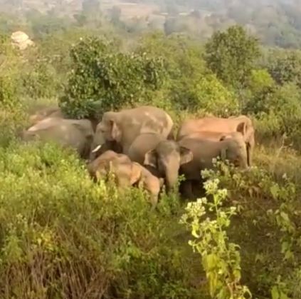 करीब घूम रहे दो दर्जन के जंगली हाथी, गुमला के इस इलाके में दहशत