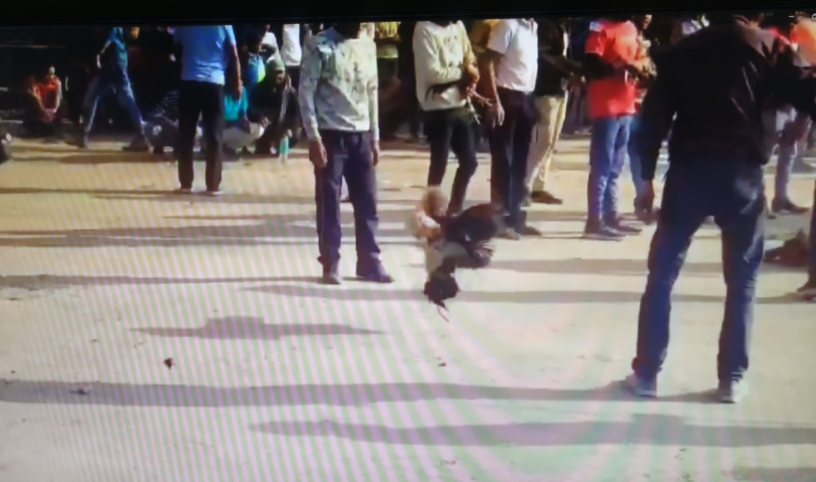 DHANBAD: बरोरा में जुटी थी भीड़ और देखिये कैसे लड़ रहे थे  लड़ाकू मुर्गे 