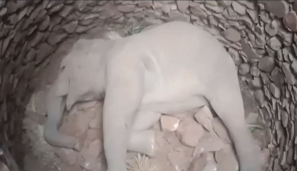 BREAKING : 37 घंटे तक कड़कड़ाती ठंड में गजराज ने दिखाया हौसला, आखिरकार तोड़ दिया दम