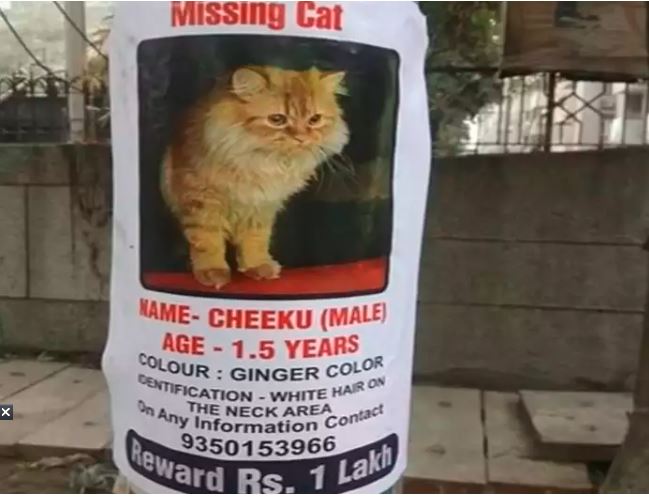 15 दिनों से लापता बिल्ली के लिए लगाए जगह-जगह पोस्टर, चिकू को खोजकर लाने पर मिलेगा 1 लाख इनाम