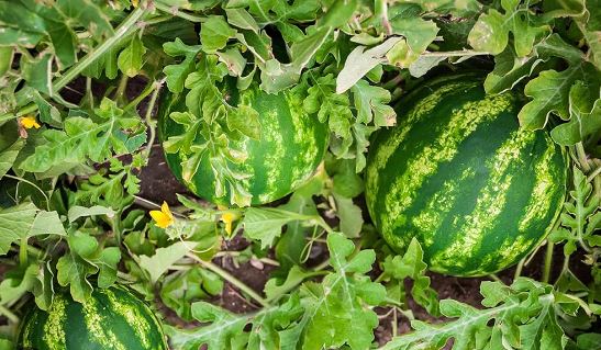 आर्गेनिक तरबूज से किसान संवारेंगे तकदीर, अन्नदाताओं ने नर्सरी में लगाए 99 हजार पौधे, पढ़िए पूरी खबर    