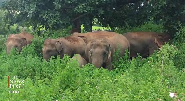 वन विभाग ने कसी कमर,   ताकि सुरक्षित जंगल को लौट जाए गजराज परिवार