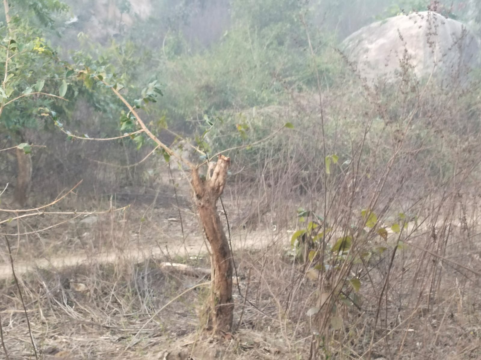 यहां पेड़ों की अंधाधुंध कटाई, सूचना के बाद भी प्रशासन नहीं करता कार्रवाई ! पढ़िए कहां की ये खबर 