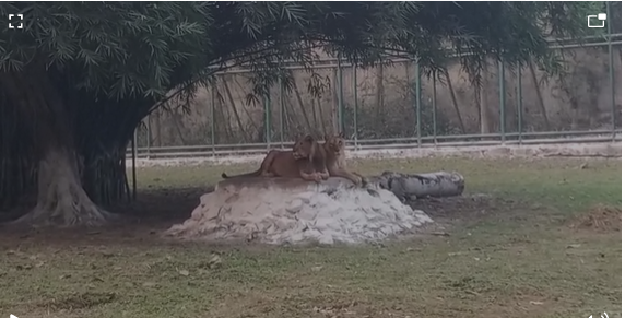 टाटा ज़ू :  अरसे बाद फिर गुलज़ार हुआ, अगले पांच सालों में होगा कायाकल्प