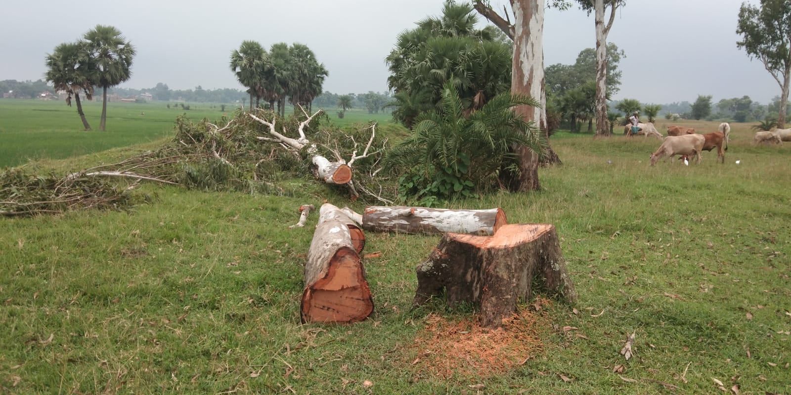 लकड़ी माफिया धड़ल्ले से कर रहे पेड़ों की कटाई, बेखौफ चल रहा तस्करी का धंधा