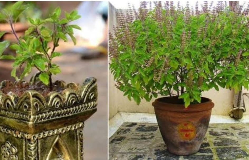 Vastu tips:यदि आपने घर की इस दिशा में लगाया है तुलसी का पौधा, तो तुरंत बदले दिशा, वरना हो जायेंगे बर्बाद    