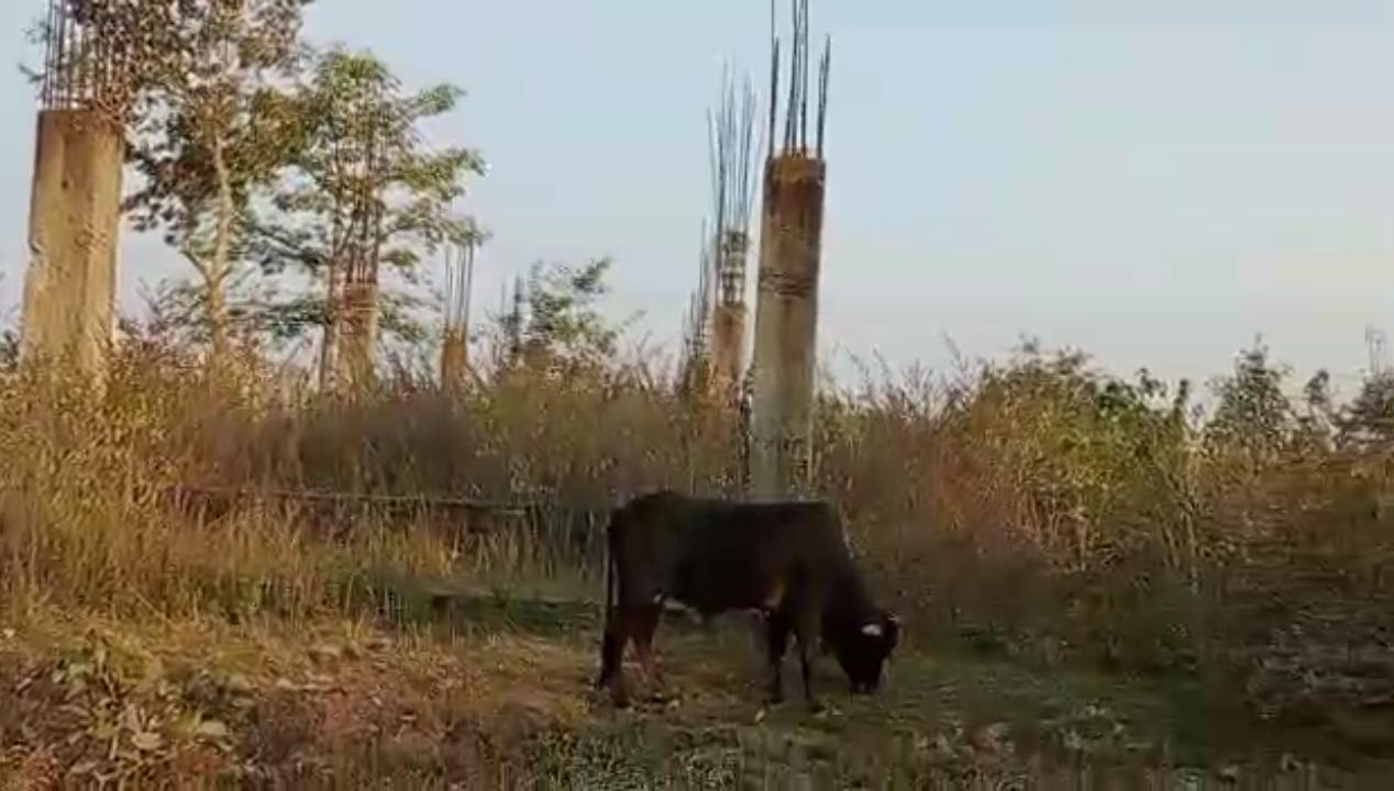 45 लाख रुपए खर्च होने के बाद भी मवेशियों का चारागाह ही रहा बस स्टैंड !