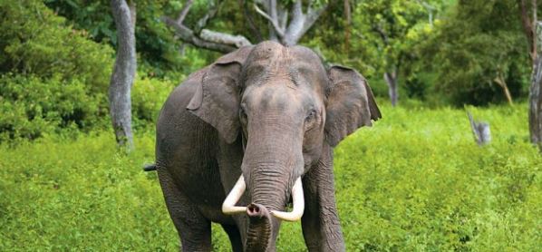 गुस्साए गजराज ने गर्भवती महिला को पटक-पटक कर मार डाला, जानिए कहां का है मामला  