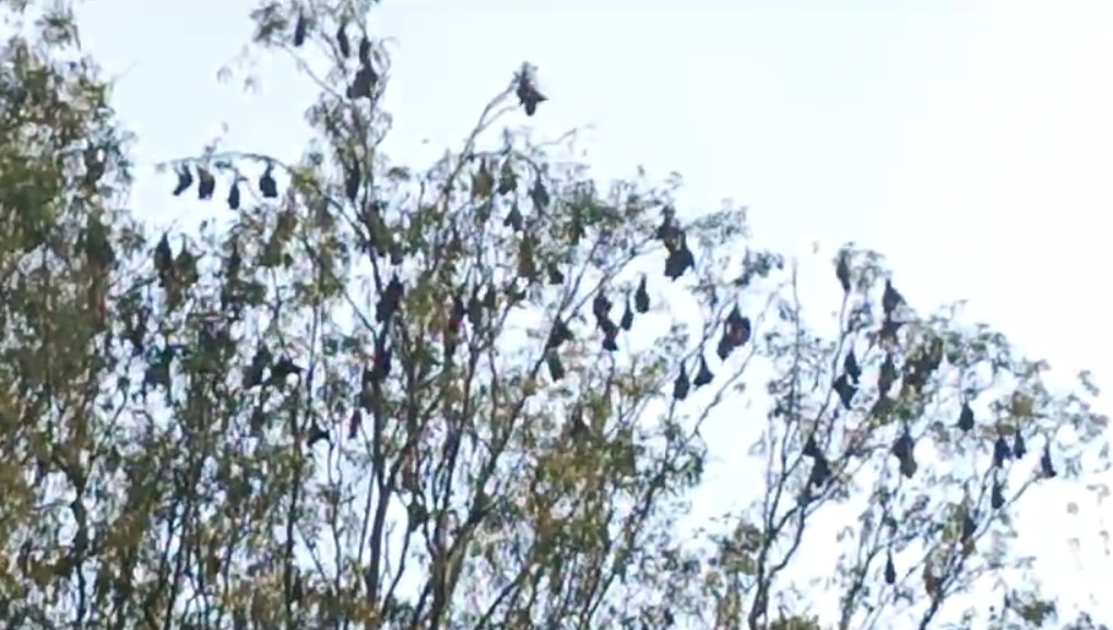 Gumla News : पेड़ो में चलती कुल्हाड़ी से खतरे में वन्य जीव, गुमला में चमगादड़ों की अस्तित्व पर छाया संकट