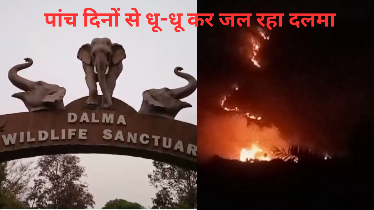 पांच दिनों से धू-धू कर जल रहा दलमा का 30 एकड़ जंगल, आग बुझाने में वन विभाग नाकाम, देखिए वीडियो