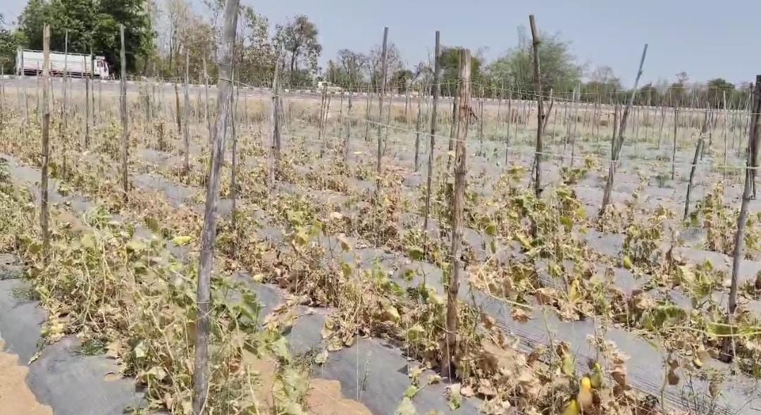 गढ़वा: गर्मी और पानी की कमी से खेतों में सूखी हरी सब्जियां, किसानों को लाखों का नुकसान 