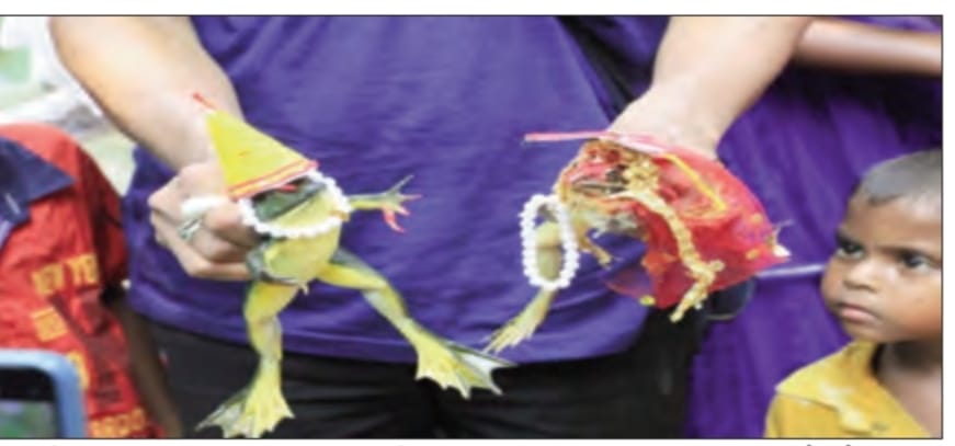 Heat Wave : उफ.. हाय रे गर्मी ! आफत बरसा रही सूर्य की किरणों के बीच क्यों हो रही मेढक और मेढकी की शादी ?