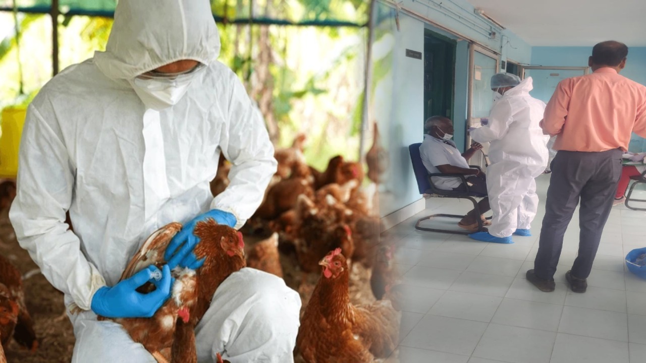 रांची: बर्ड फ्लू को लेकर हाई अलर्ट, रीजनल पोल्ट्री फार्म होटवार के दो डॉक्टर सहित 6 स्टाफ क्वारंटाइन