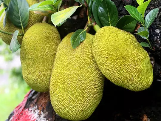 कटहल खाने के हैं ज़बरदस्त फायदे, इसमें छिपा है सेहत का भंडार, जानिए 