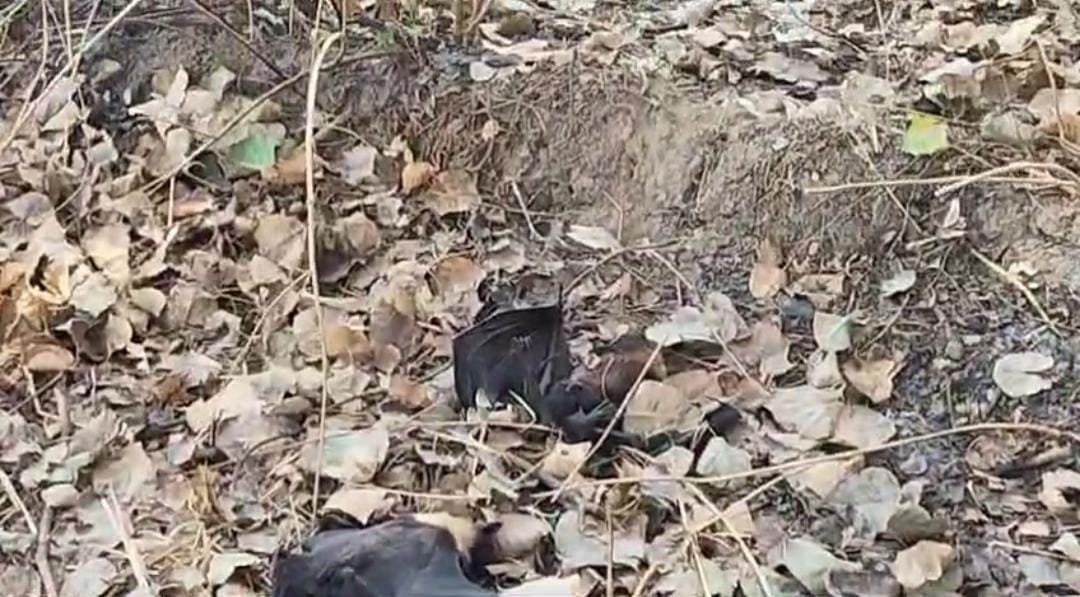 Heat wave in Garhwa : हाय गर्मी! गढ़वा में गर्मी ने तोड़ा कई सालों का रिकॉर्ड, तड़प-तड़पकर मर रहे पशु पक्षी 