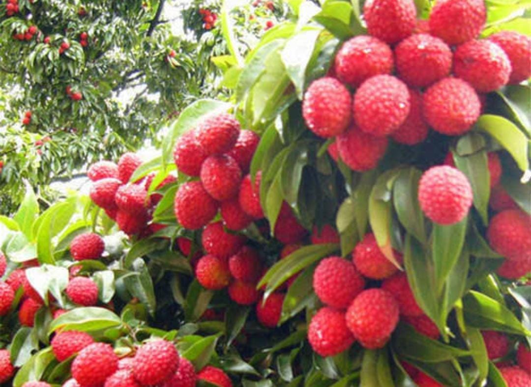 कई विटामिन और पोषक तत्वों का भंडार है गर्मी का ये फल! ब्लड प्रेशर से लेकर इन बीमारियों को करता है कंट्रोल