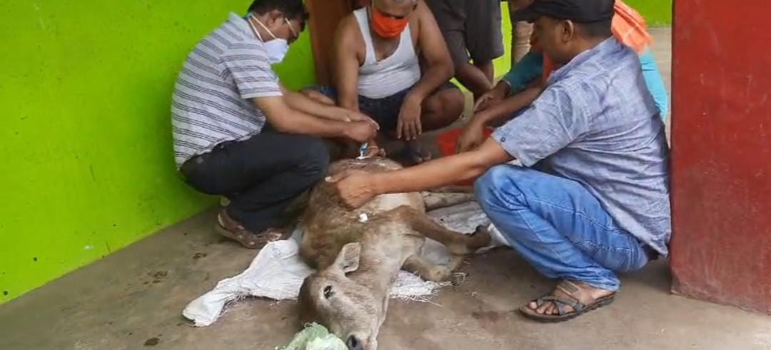 दुमका:गौशाला  के आभाव  में रोजाना बासुकीनाथ में हो रही है मवेशियों की मौत,सड़क दुर्घटना में जा रही है जान