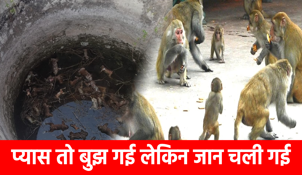 हे राम...ये क्या हो गया!पलामू में एक के बाद एक कुएं में गिरने 35 बंदर की मौत,इलाके में मातम   