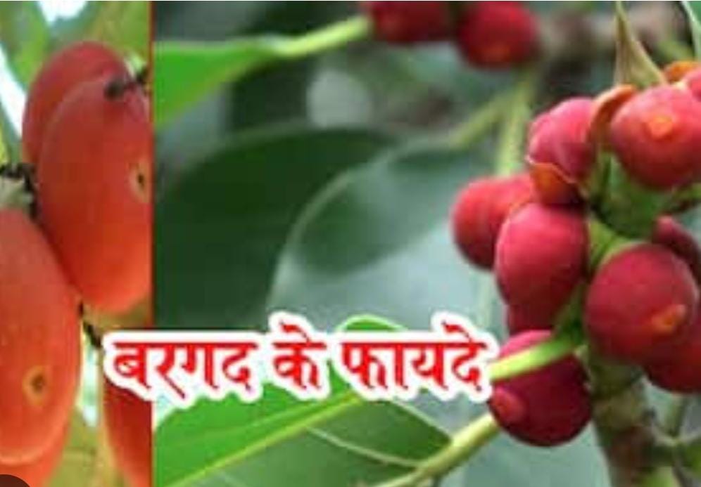 अगर आप भी हाई शुगर के है मरीज तो ये देशी नुस्खा किसी रामबाण से कम नहीं , विश्वास नहीं हो अजमा कर देख लीजिए