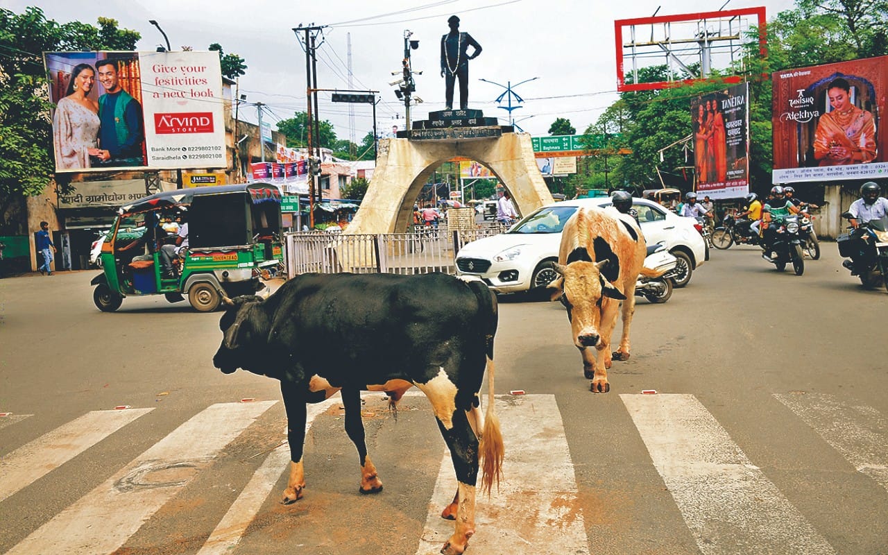 धनबाद में सांड ने फिर एक को उठाकर पटका, पढ़िए खूनी हो गए "बाहुबली" और "कटप्पा" के आगे व्यवस्था कैसे हो गई है बौनी
