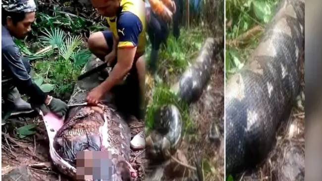 3 दिन से लापता महिला अजगर के पेट में मिली, देखिए कहां का है मामला  