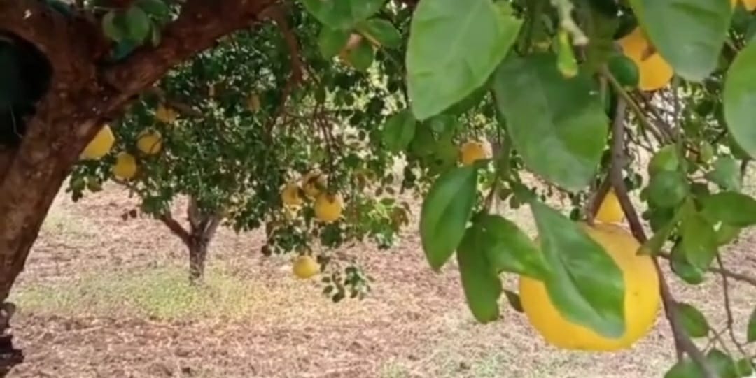 खुशखबरी : ये मिठास भरे संतरे पलामू को बनाएंगे समृद्ध