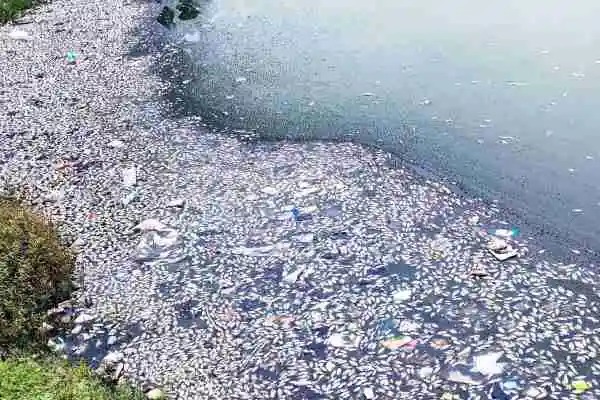 बागबेड़ा हरहरगुट्टू के एक तालाब मे एक साथ अचानक हुई हजारों मछलियों की मौत, मचा हड़कंप