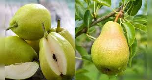 डायबिटीज और हार्ट के मरीज के लिए अमृत समान है ये फल, जानें इसके फायदे