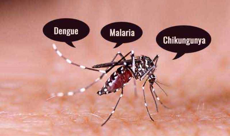 मानसून में तेजी से बढ़ रहे डेंगू और चिकनगुनिया के मरीज, जानें कैसे बरतें सावधानी