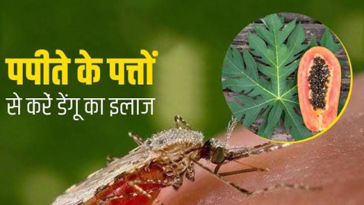 डेंगू और वायरल बुखार के मरीज़ों के लिए रामबाण है इस फल की पत्तियाँ, पढें  इसके चमत्कारिक लाभ