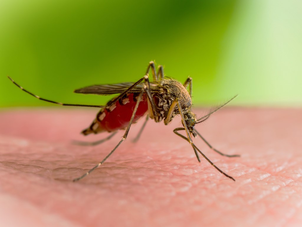 डेंगू, मलेरिया के बाद मच्छरों से वेस्ट नाइल वायरस होने का खतरा, जानें लक्षण और उपाय