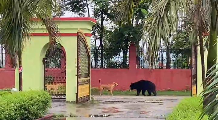  Bihar Tourism:वीटीआर में भालू और कुत्ते की अठखेलियों का दिखा अद्भुत नजारा, दोनों को साथ खेलता देख भाव विभोर हुए पर्यटक  