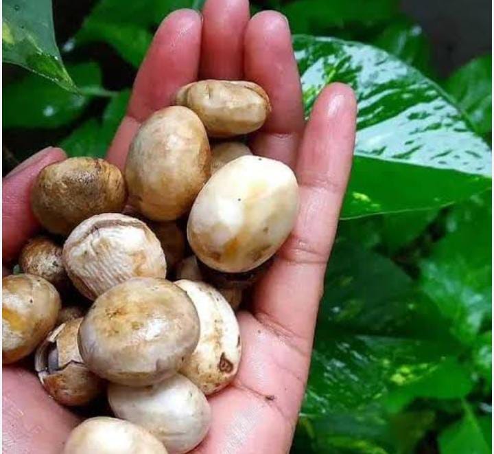 प्रोटीन का पावर हाउस है बरसात में मिलनेवाली ये सब्जी, पढ़ें क्यों पसंद करते हैं झारखंड के लोग