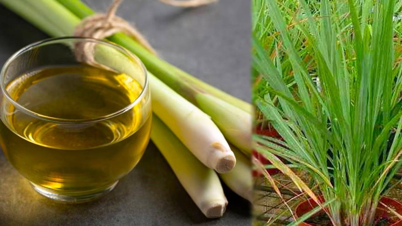 वजन कम करने से लेकर टेंशन दूर करता है ये चमत्कारी पौधा, हैरान कर देगा रिजल्ट